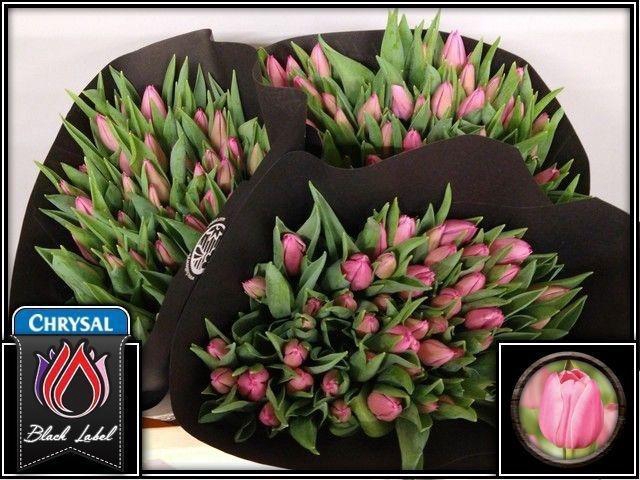 <h4>TU EN CHRISTM DREAM</h4>