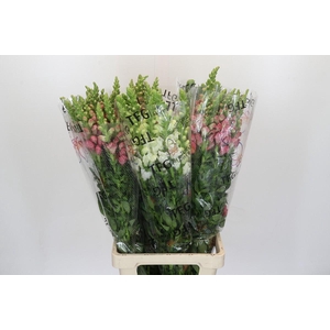 Antirrhinum Potomac Unicolor Mix