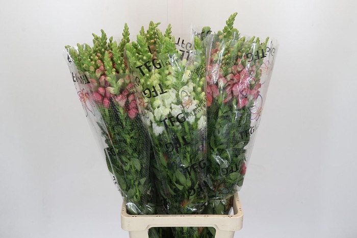 <h4>Antirrhinum Potomac Unicolor Mix</h4>