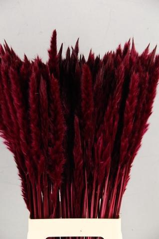 <h4>DF Pampas Silvy Bs 10pc Bordeaux</h4>