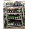 Vaste Pl Mixk 1 Soort Per Tray