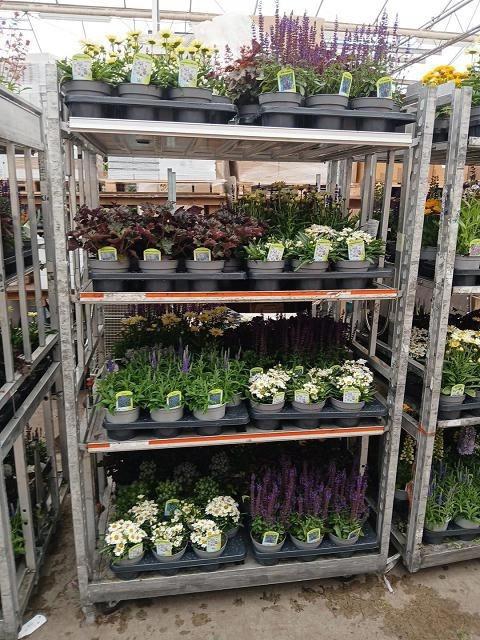 Vaste Pl Mixk 1 Soort Per Tray