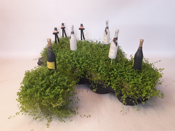 <h4>SOLEI SOL GROEN</h4>