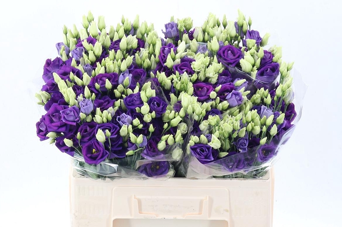 <h4>Eus G Rosi Blue</h4>