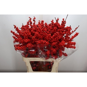 Ilex Ve Rode Bes 90cm (buis)