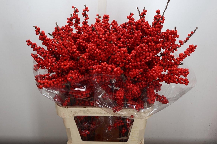 <h4>Ilex Ve Rode Bes 90cm (buis)</h4>