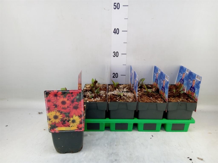 <h4>Echinacea purp.</h4>