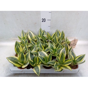 Sansevieria trifa. 'Golden Hahnii'