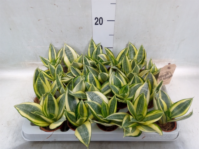 <h4>Sansevieria trifa. 'Golden Hahnii'</h4>