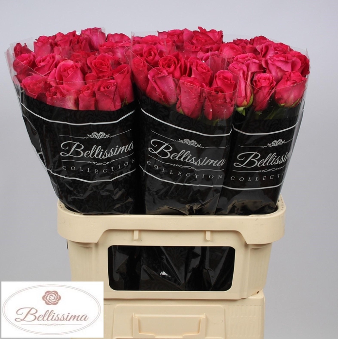 <h4>R GR PINK FLOYD!</h4>