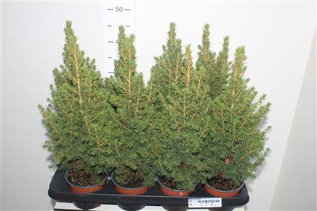 <h4>Picea Gl Conica</h4>