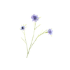 Centaurea Blue Light