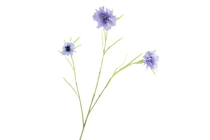 Centaurea Blue Light