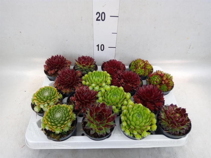 <h4>Sempervivum   ...</h4>