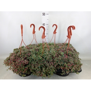 Sedum cauticola 'Lidakense'