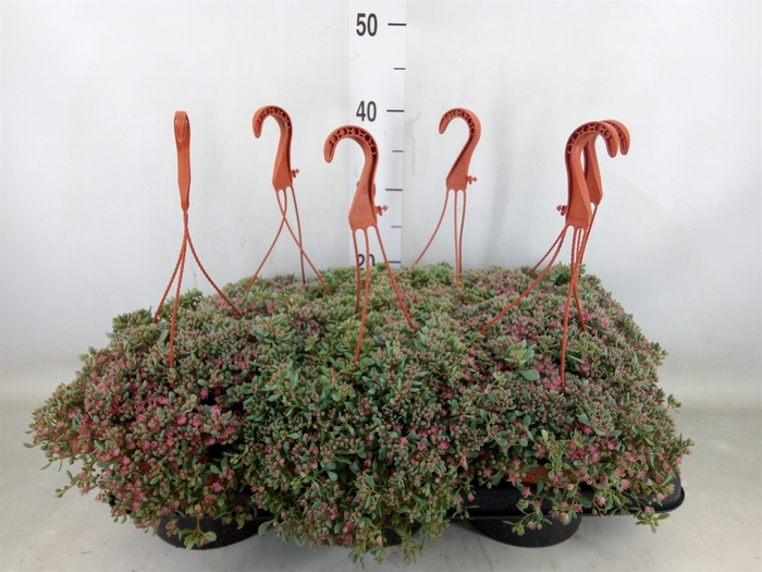 <h4>Sedum cauticola 'Lidakense'</h4>