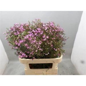 Chame Xanadu (paars) Extra