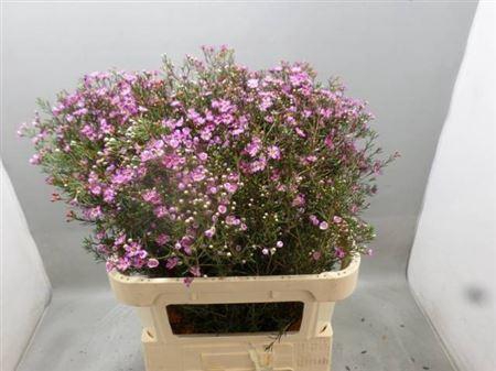 <h4>Chame Xanadu (paars) Extra</h4>