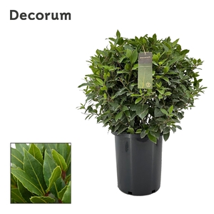 Laurus nobilis Bol zonder stam.