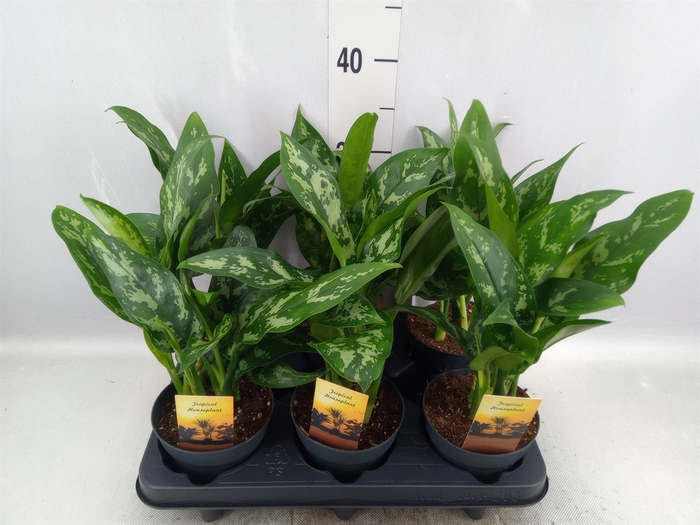 <h4>Aglaonema  'Maria'</h4>