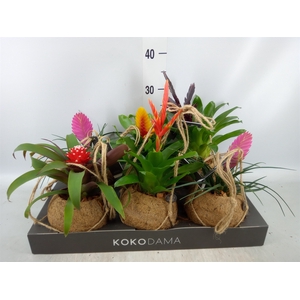 Bromelia   ...mix  3