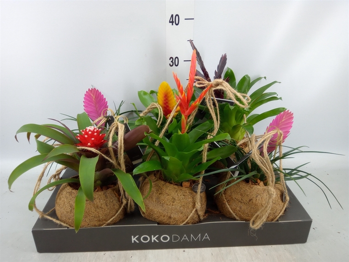 <h4>Bromelia   ...mix  3</h4>