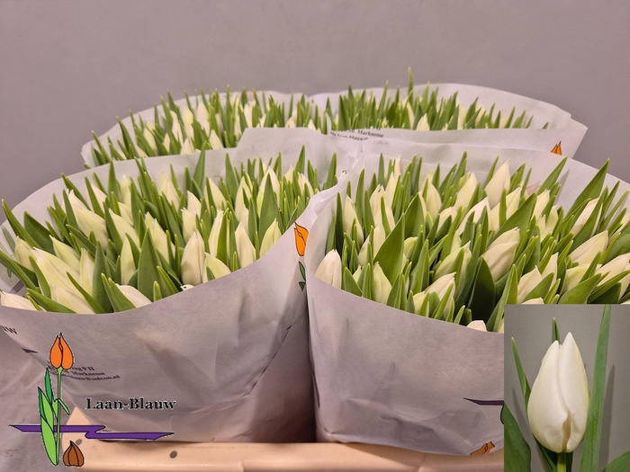 <h4>TU EN POLAR BEAR</h4>