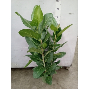 Ficus benghalensis 'Audrey'