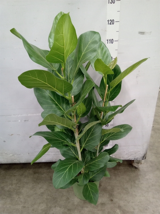 <h4>Ficus benghalensis 'Audrey'</h4>