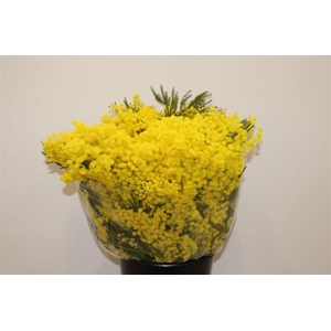 Mimosa Mirandol 500gr P Bunch