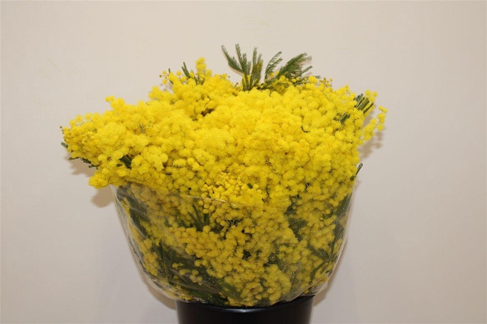 <h4>Mimosa Mirandol 500gr P Bunch</h4>