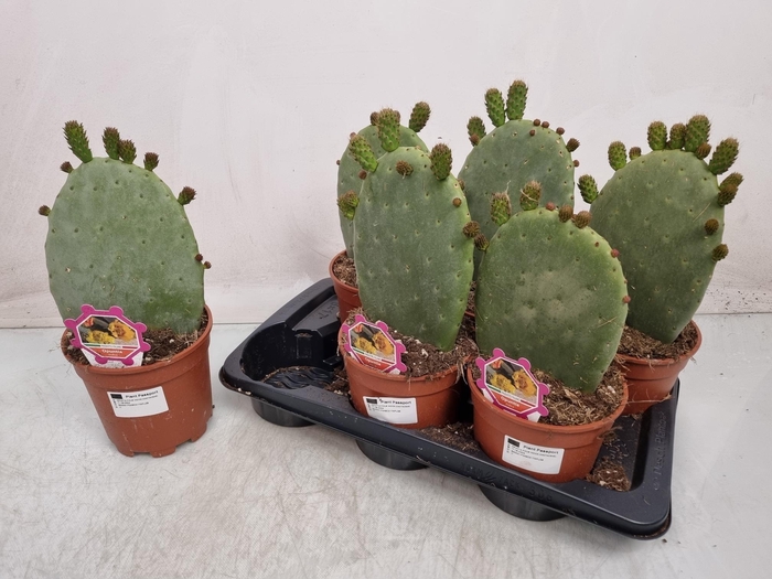 <h4>OPUNTIA</h4>