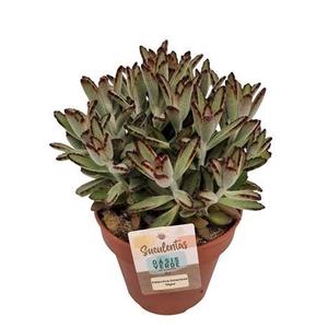 Kalanchoe Tomentosa Nigra - 1154