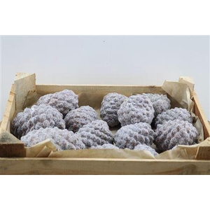 Wax Pinea Gl Naturel X20