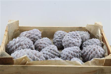 <h4>Wax Pinea Gl Naturel X20</h4>