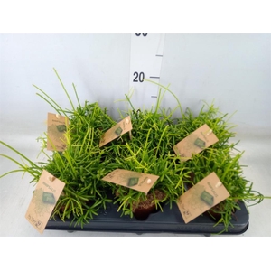 Rhipsalis baccifera 'Oasis'