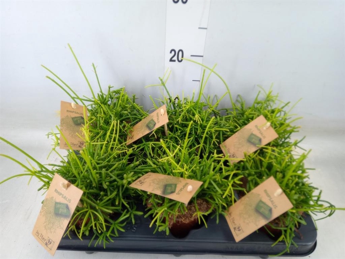 <h4>Rhipsalis baccifera 'Oasis'</h4>