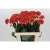 Dahlia Orange Fox