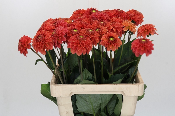 <h4>Dahlia Orange Fox</h4>