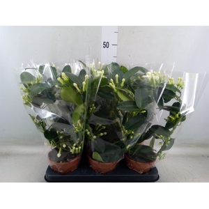 Stephanotis floribunda   ...