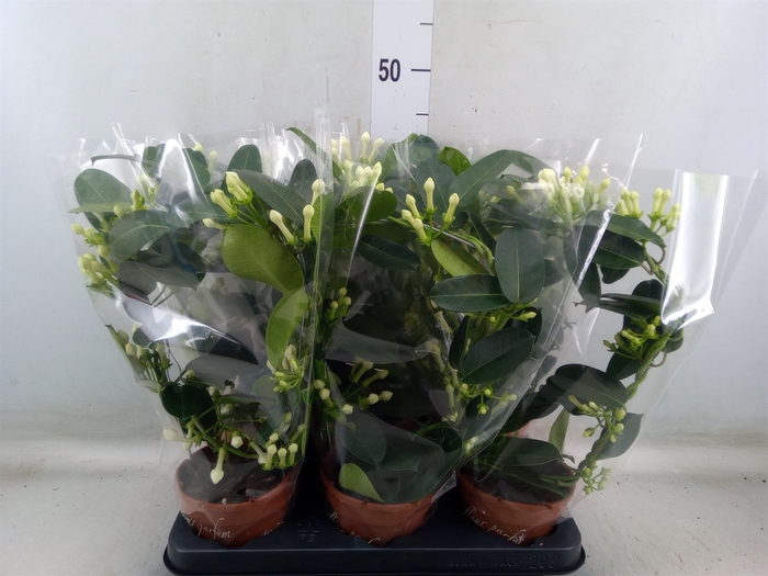 <h4>Stephanotis floribunda   ...</h4>