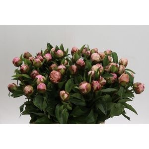 Paeonia Gardenia