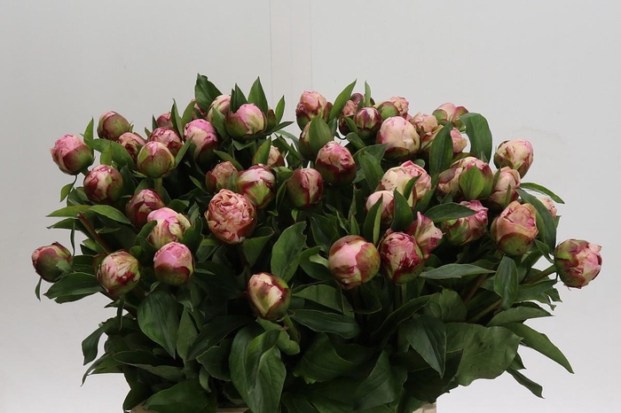 <h4>Paeonia Gardenia</h4>