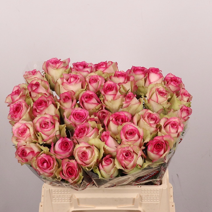 <h4>R GR MONIQUE</h4>