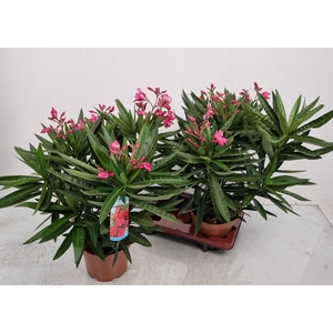 NERI OLEANDER