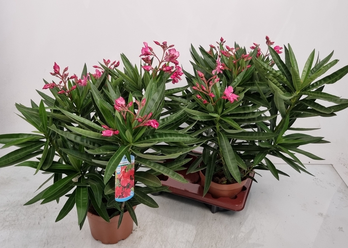 <h4>NERI OLEANDER</h4>