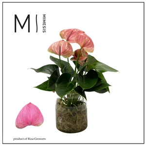 Mimesis Anthurium KARMA Pink - Aqua di Karma Melkbus
