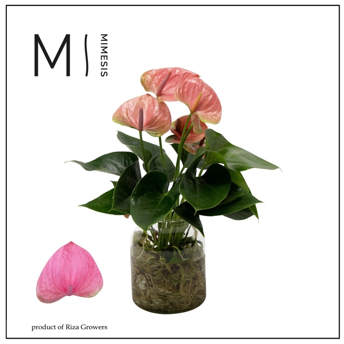 <h4>Mimesis Anthurium KARMA Pink - Aqua di Karma Melkbus</h4>