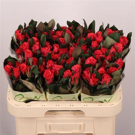 <h4>R Gr Pink Tacazzi+</h4>