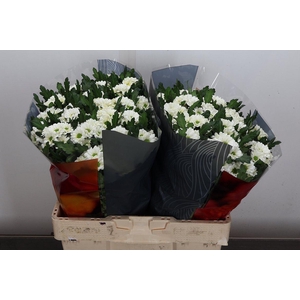 Chr S Fabiani White Xl